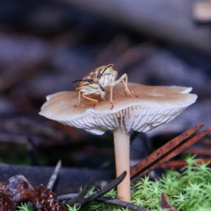 Ecosystem Services