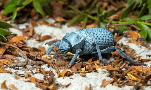 0515_bluedeathbeetle_0