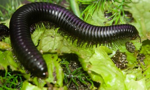 3883369579_09976f63f6_b