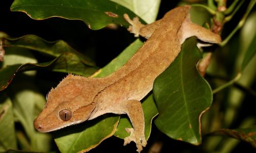 Crested_gecko_-_1