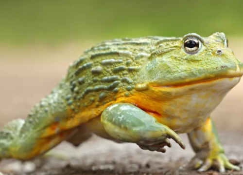 Giant african bullfrog