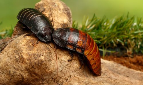 Close-up,Two,Big,Madagascar,Hissing,Cockroaches,(gromphadorhina,Portentosa),On,The