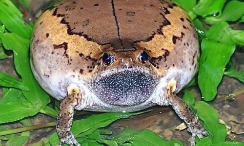 Banded Bullfrog Male