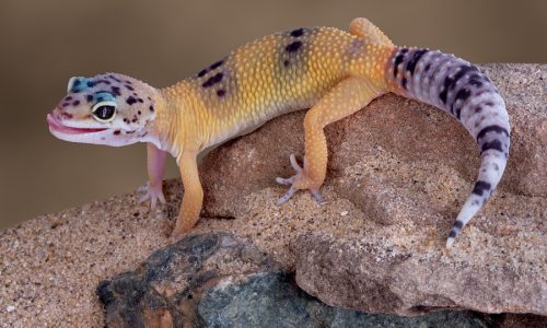 bigstock-Leopard-Gecko-Licking-Lips-2587432