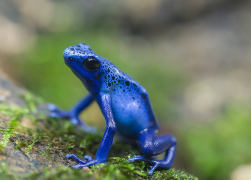 blue-poison-dart-frog