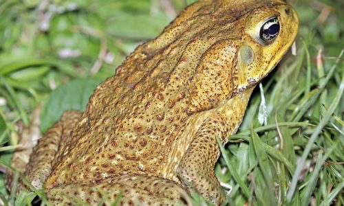 cane-toad