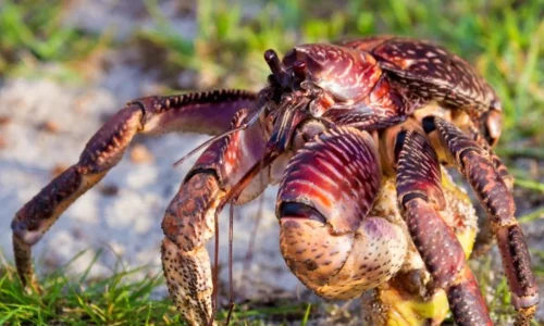 coconutcrab