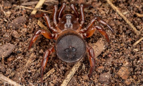 cyclocosmia-cf-ricketti-chinese-hourglass-trap-door-spider-v0-tkbr3b93ayxd1