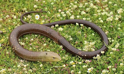 european legless lizard