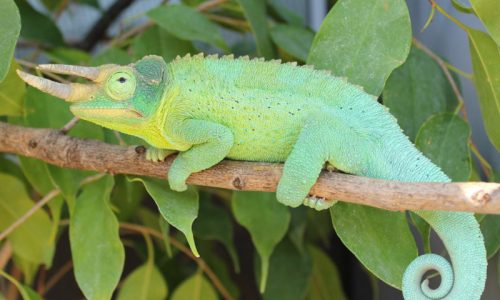 jackson chameleon