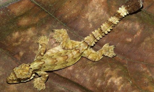 kuhls-flying-gecko-ptychozoon-kuhli-2-w-1500