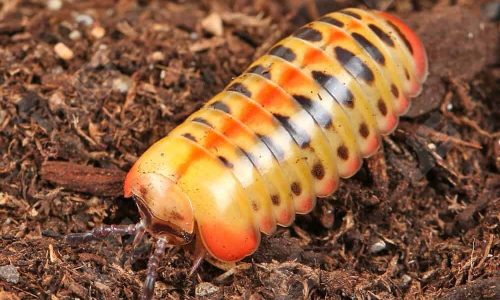 ug_CB_Candy_Corn_Pedeling_3